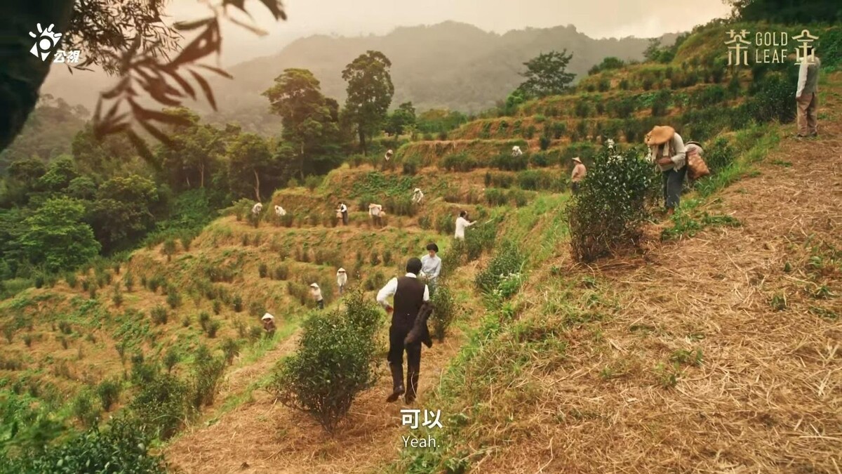 ▲烏面的茶園留下最好的膨風茶。（圖／翻攝自公視PTS臺灣 YouTube頻道）