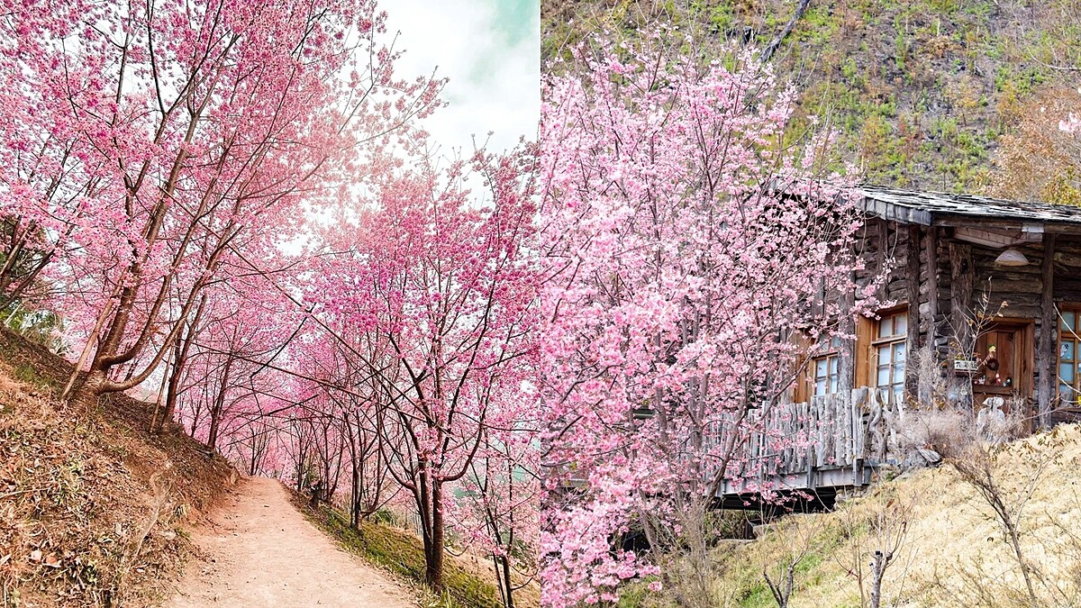 2022司馬庫斯櫻花季來了！「上帝的部落」變身粉嫩天堂，管制時間、數量懶人包
