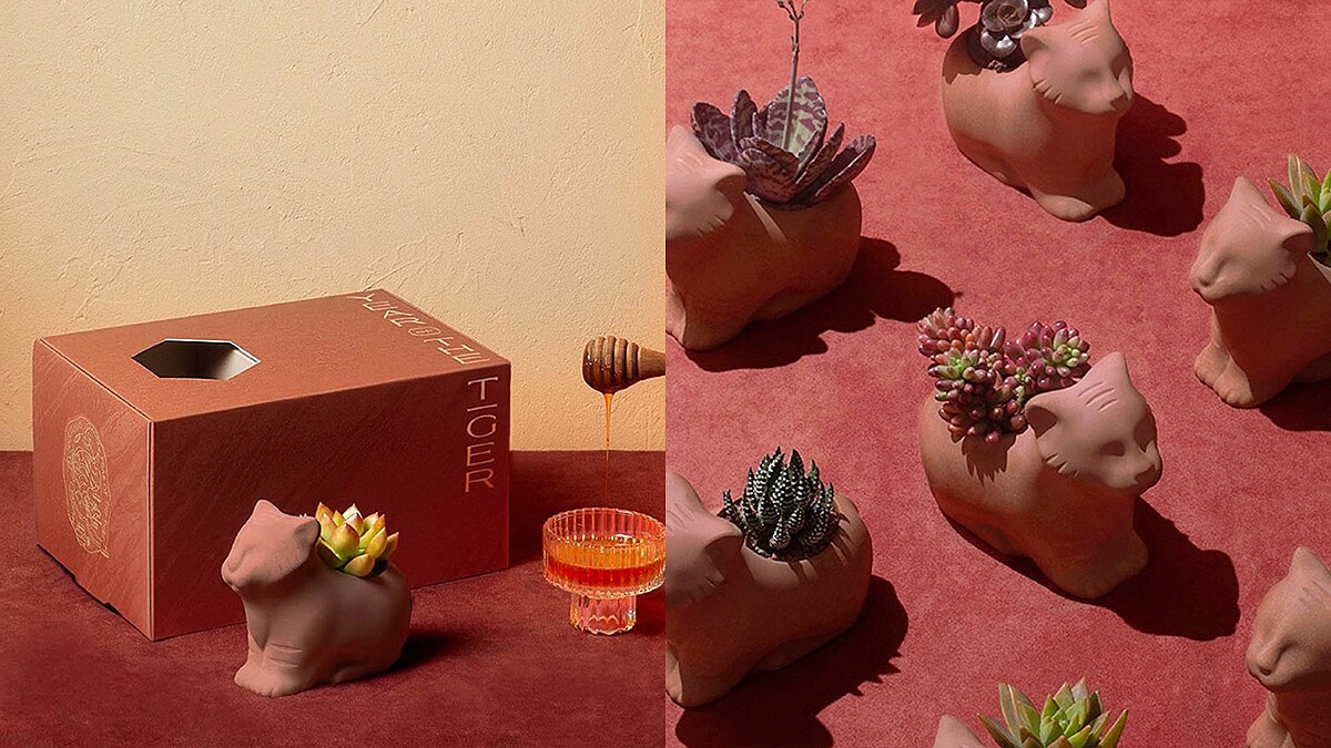 超療癒「粉虎」盆器太想收藏！有肉虎年禮盒萌翻，搭配蜂蜜甜到心坎