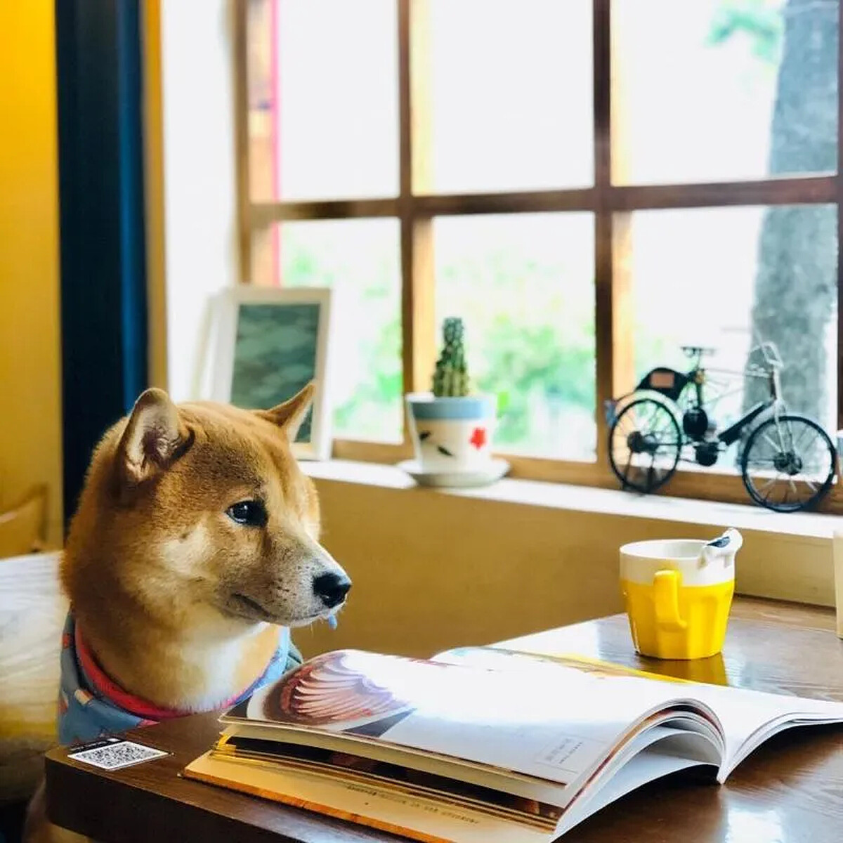 圖/IG @shiba_orange