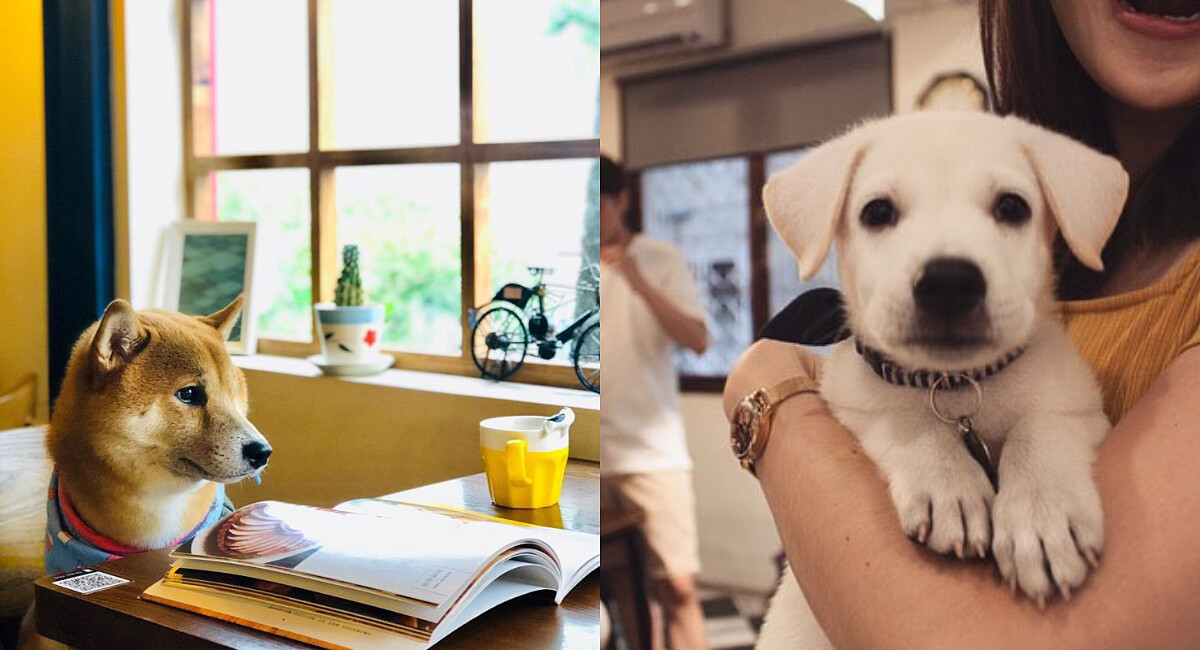 全台8間寵物友善餐廳推薦！帶著毛小孩吃喝玩樂，一起寫下更多的生活點滴