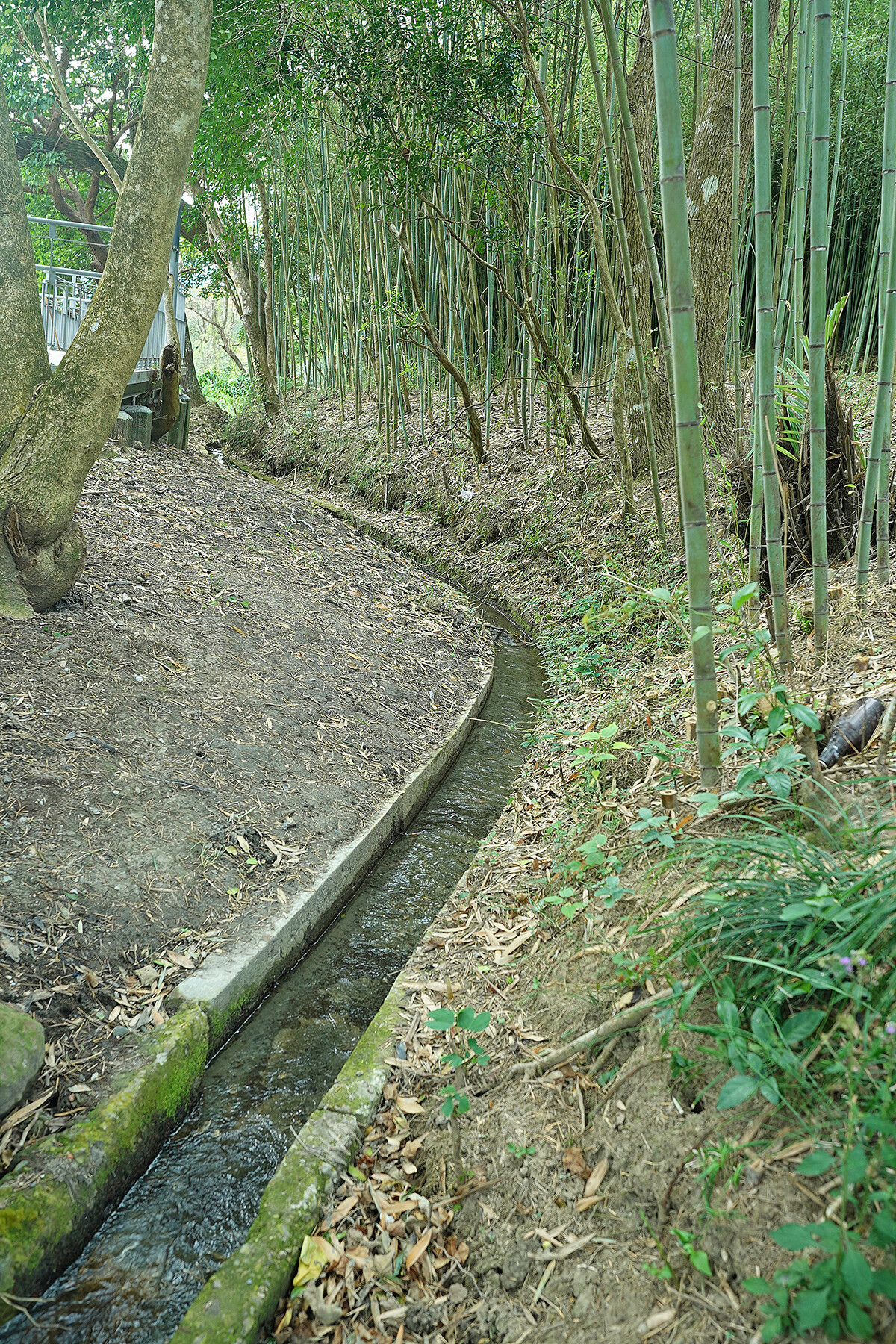步道沿著蜿蜒水圳搭建。
