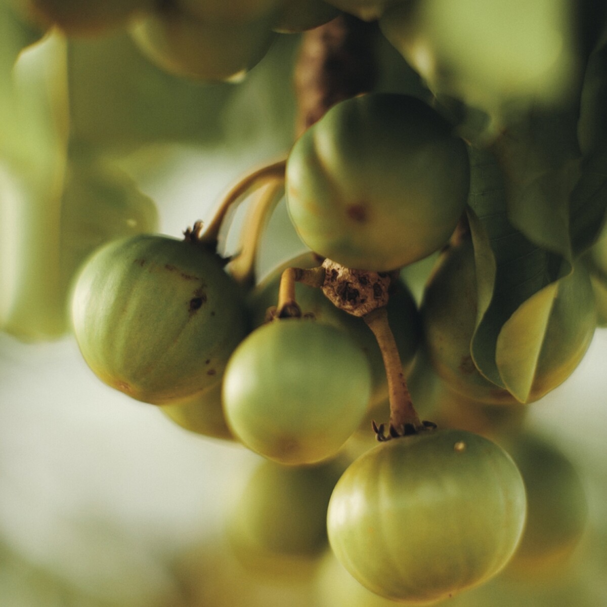 L'OCCITANE歐舒丹一顆改變世界的果實-乳油木果。