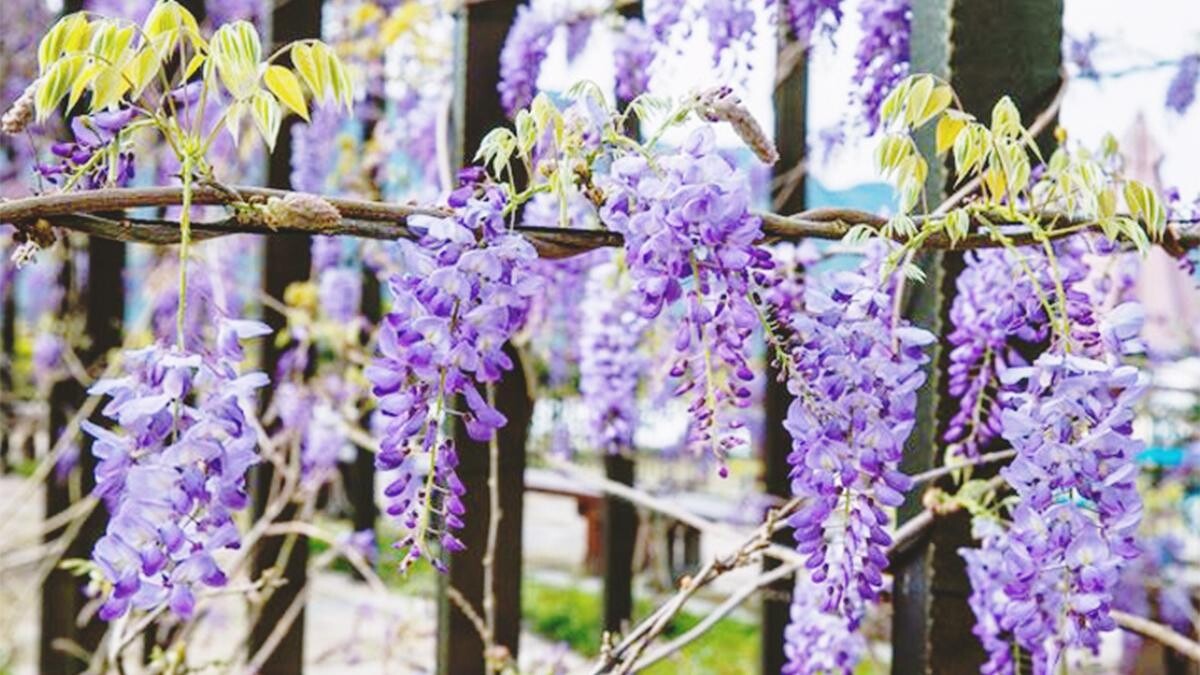 Photo／嘉義縣政府、阿里山國家風景區官網