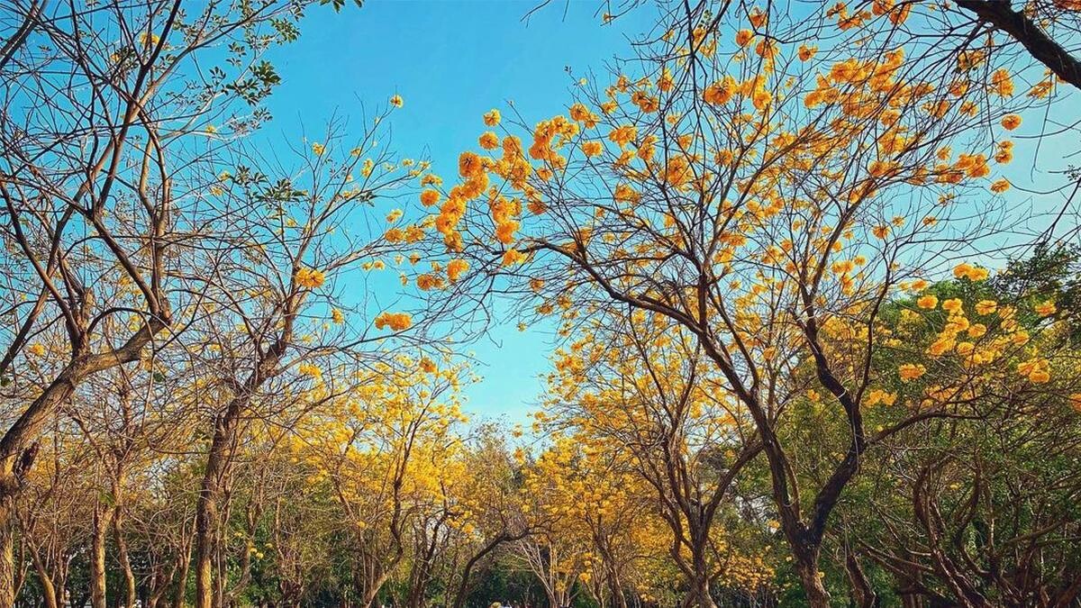 Photo／IG@lao_maio授權提供