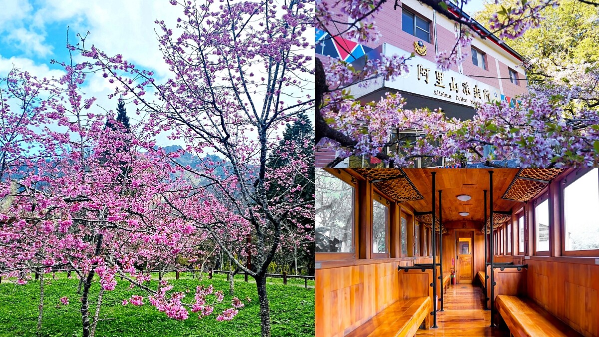 2022阿里山櫻花季夢幻盛開!上千棵粉嫩花海美呆,10大賞櫻景點、檜木賞櫻列車、交通管制資訊快筆記