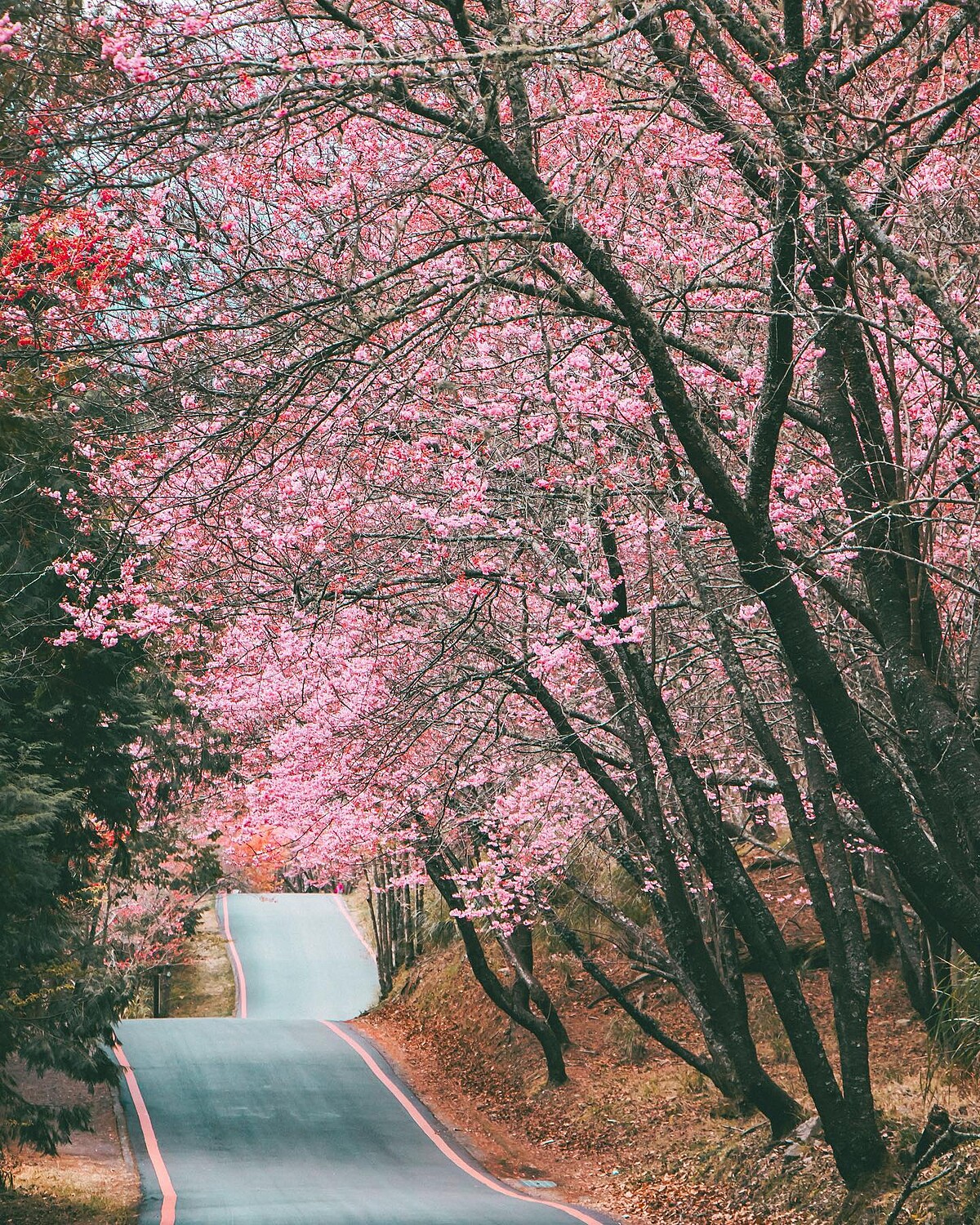 圖片來源／IG@kentseng403