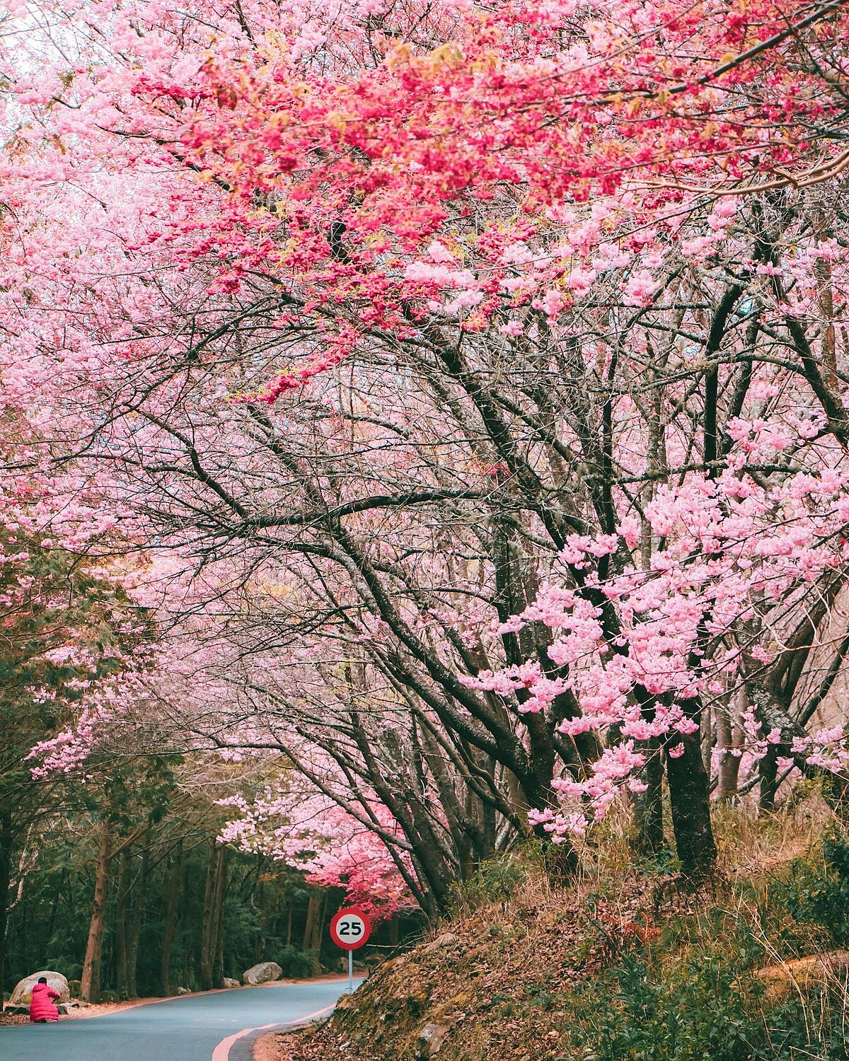 圖片來源／IG@kentseng403