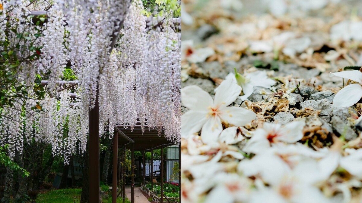 Photo／卓也小屋FB