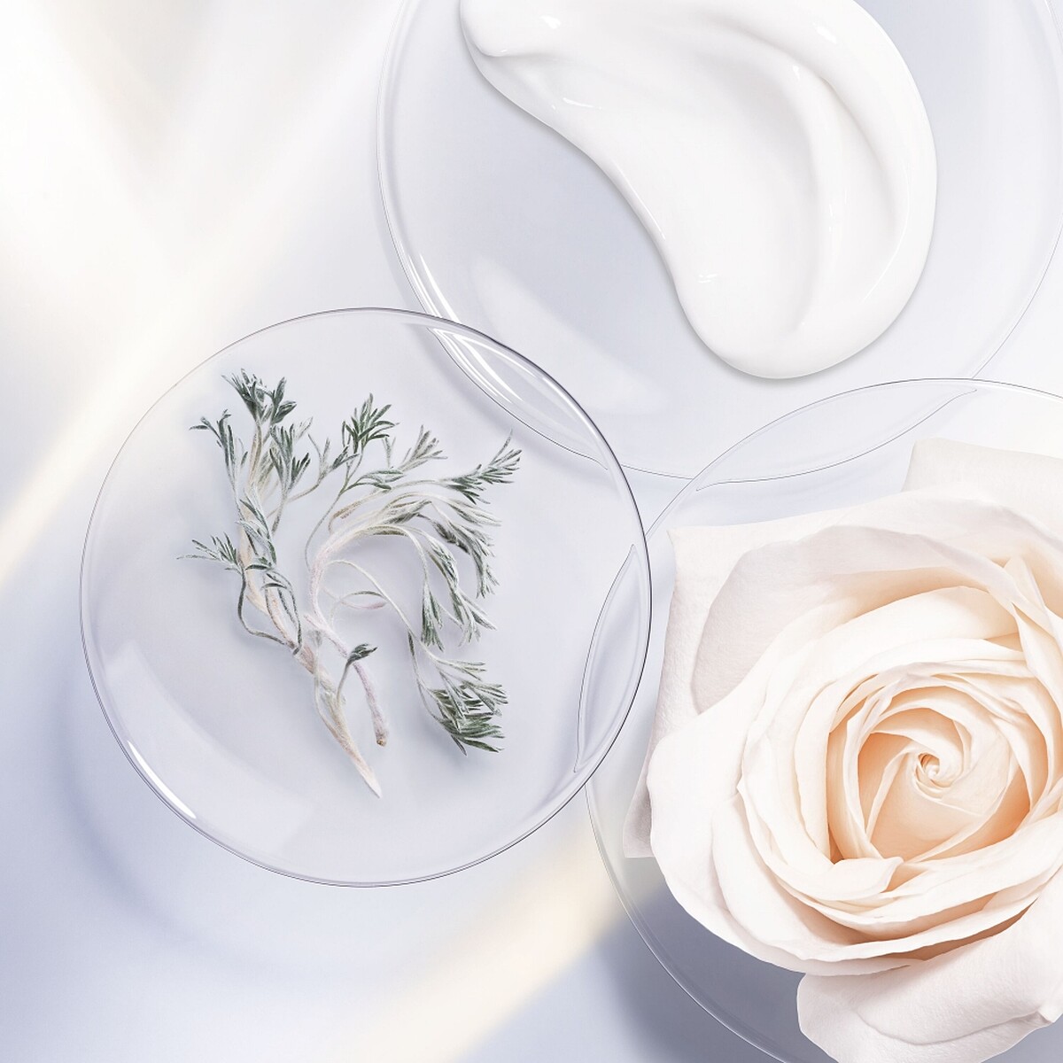 DIOR迪奧精萃再生光燦淨白修護乳成份情境照。