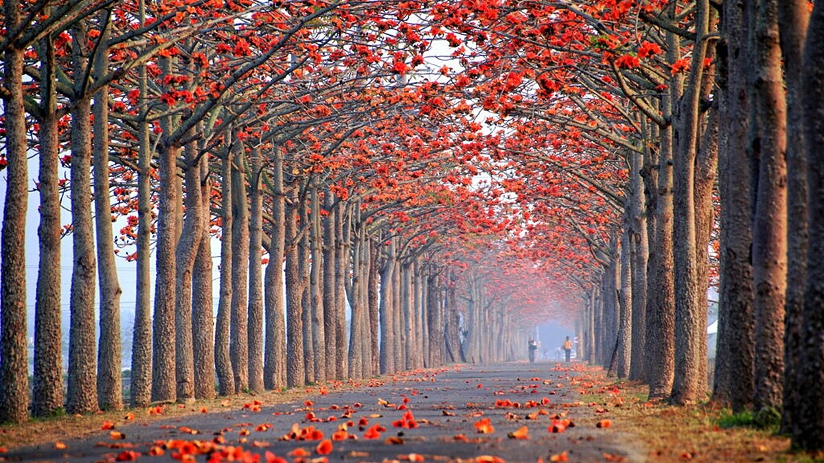 2022台南白河木棉花季夢幻盛放!「世界最美花海」限定23天起跑,交通管制資訊、活動日期一覽