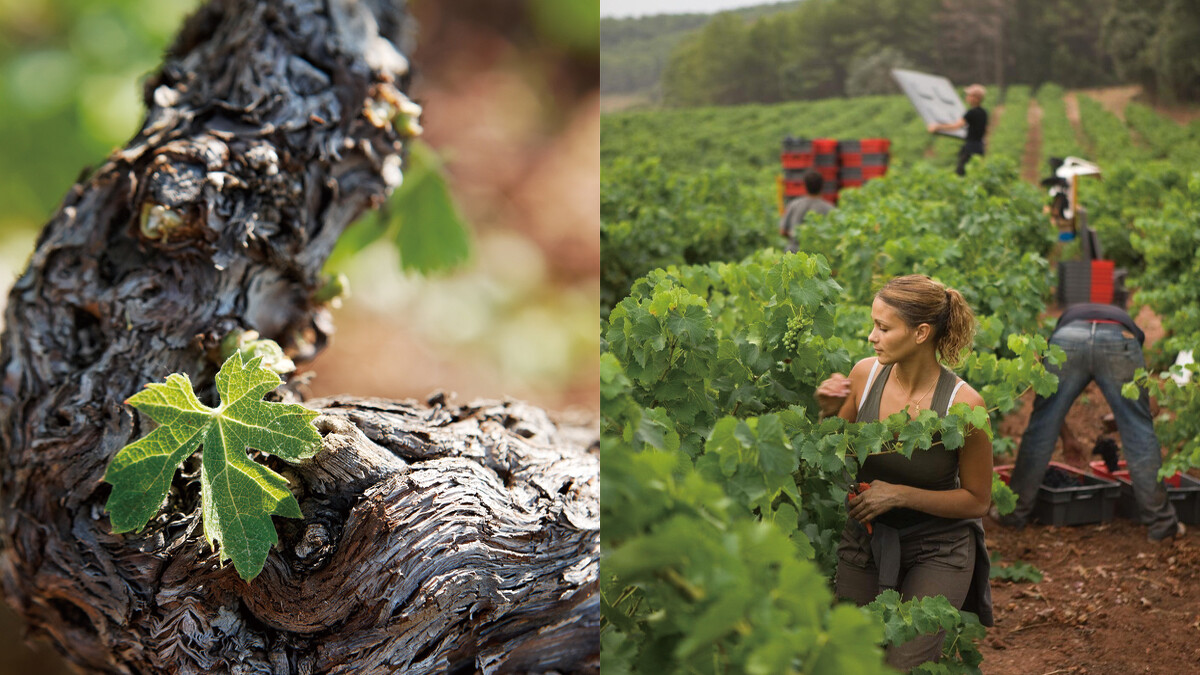 以悠久的歷史與精釀製酒而聞名。