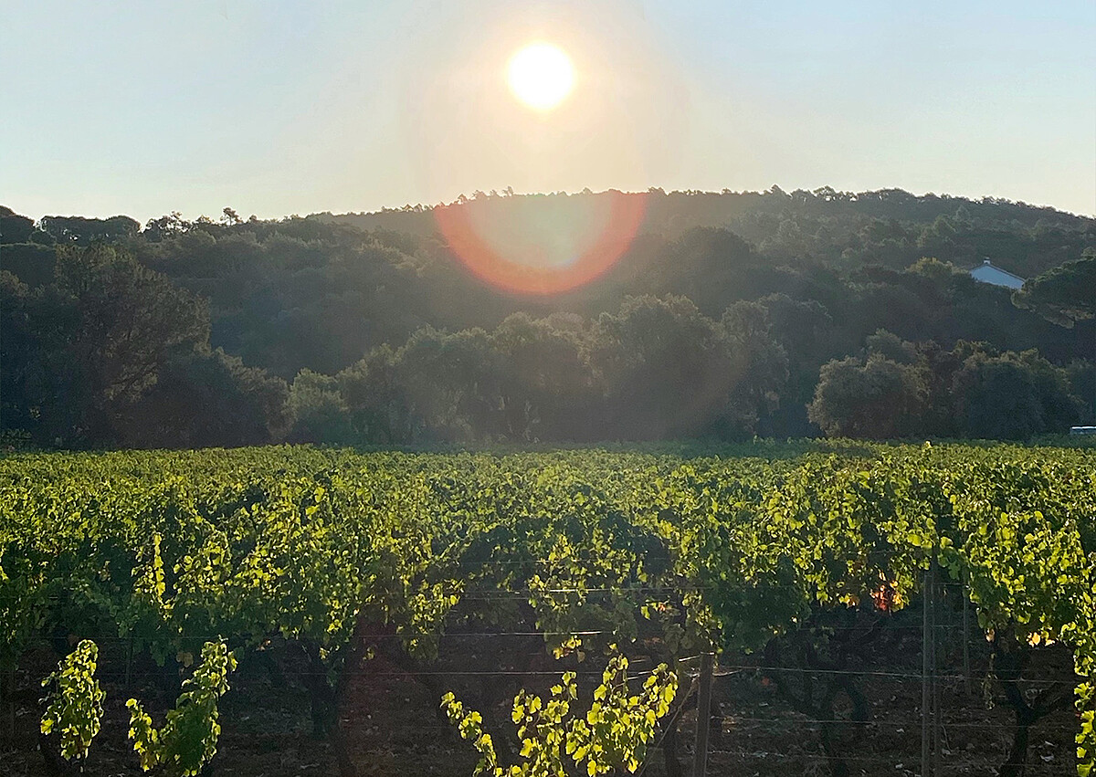 粉紅酒源自法國南部的普羅旺斯，氣候終年陽光充足少雨。