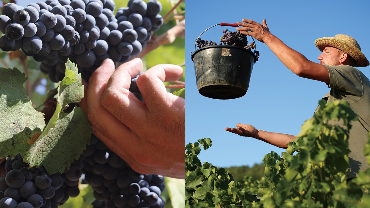 米諾蒂 Minuty 以堅持天然生物動力耕種的永續經營理念。