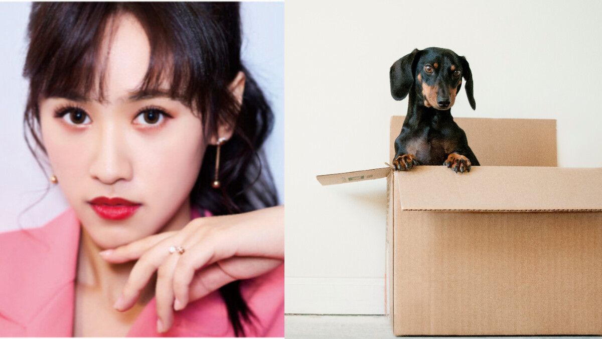 【吳姍儒專欄】愛不釋手的萌能量