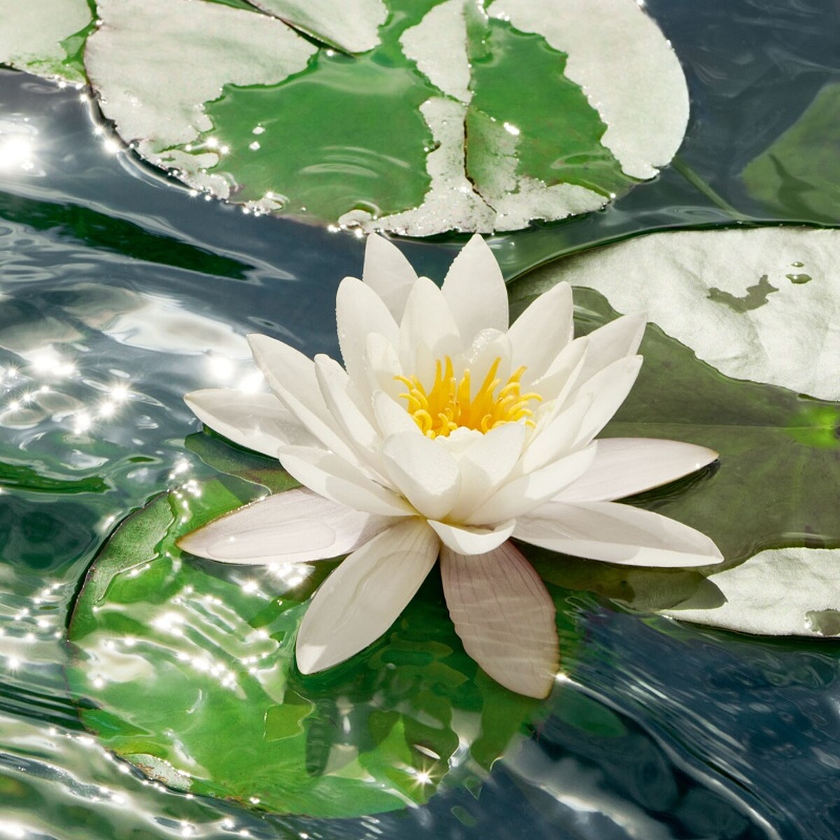 全新迪奧花園拉圖瑪堤雅克睡蓮園裡的法國白睡蓮。