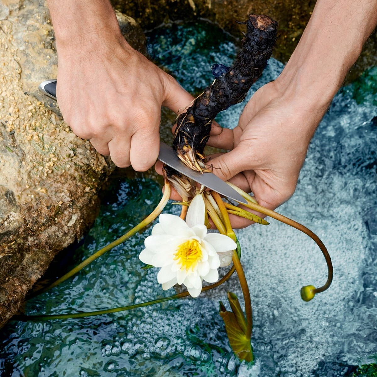 全新迪奧花園拉圖瑪堤雅克睡蓮園裡的法國白睡蓮。