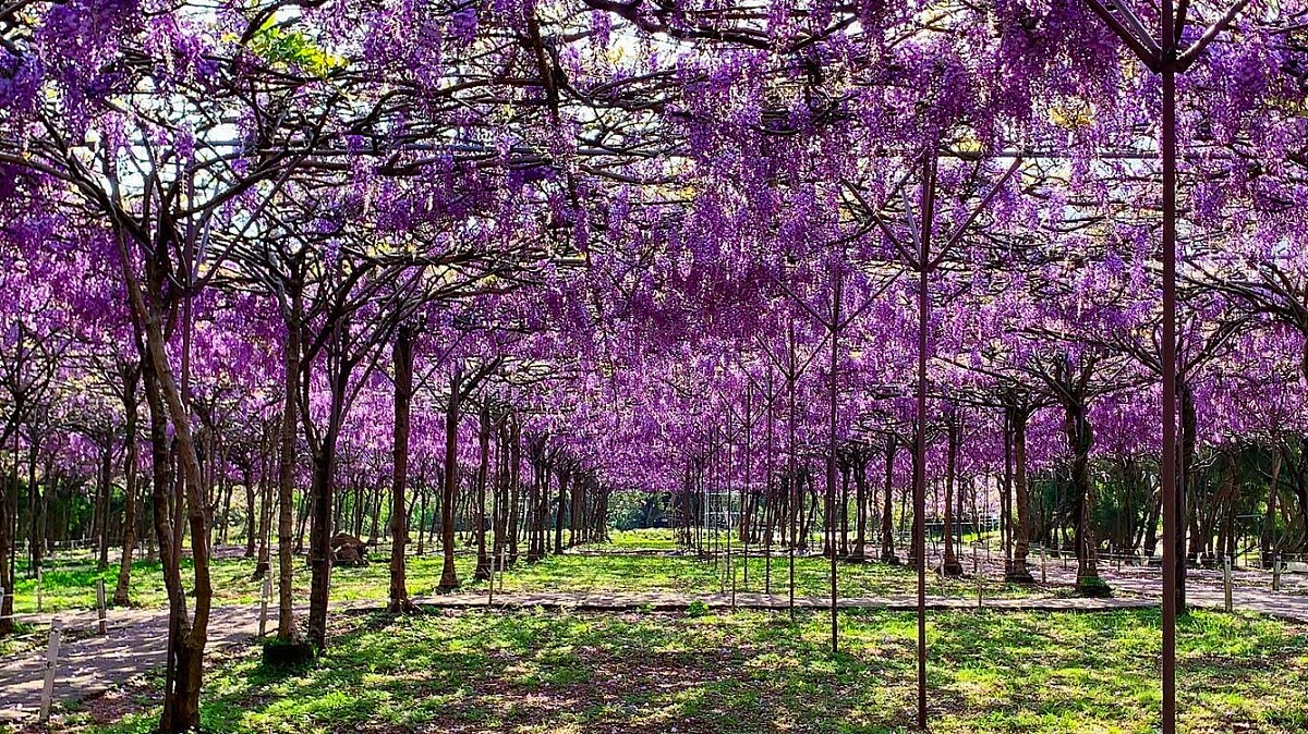 全台最大淡水紫藤花園夢幻登場！上千株花瀑迎來「爆量綻放」美景，最佳賞花期只有22天