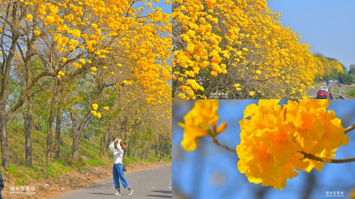 2022嘉義太保朴子溪堤防風鈴木花況。Photo／「漫步在雲端的阿里山」FB授權提供