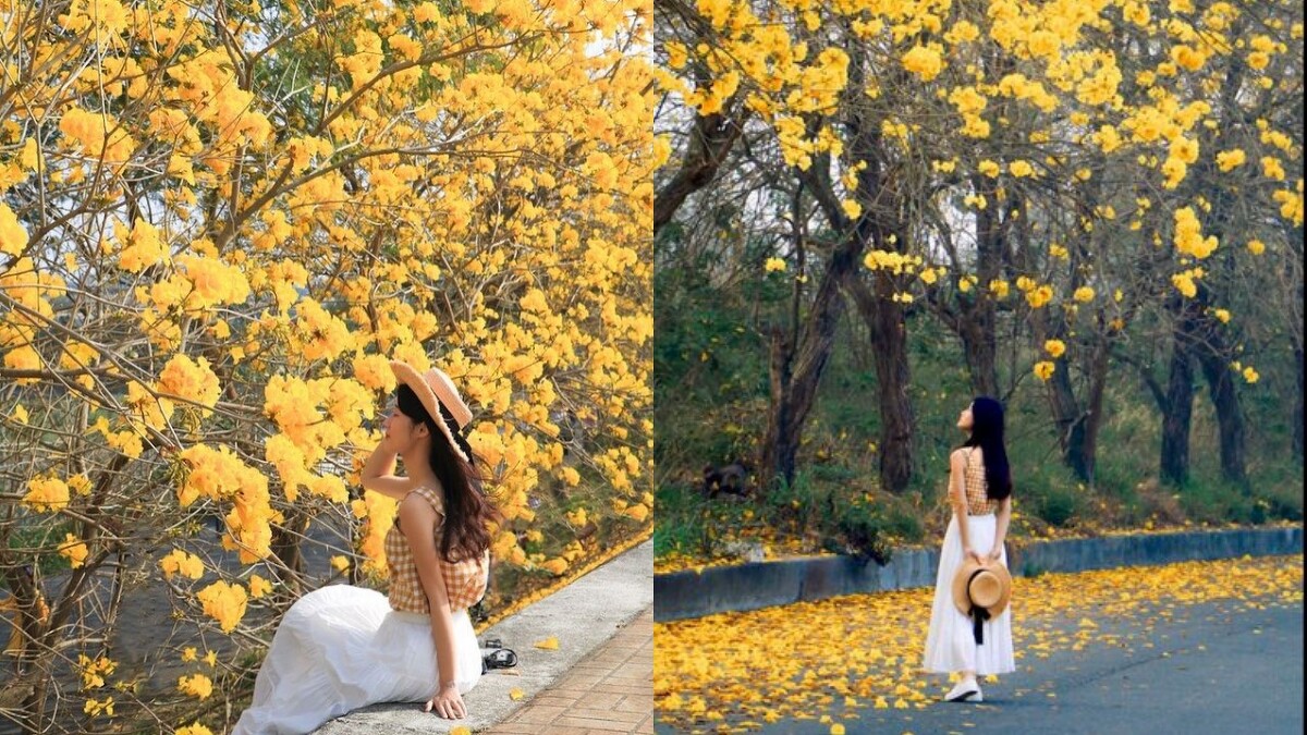 台林橋黃花風鈴木花況。Photo／IG@bluejenny618授權提供