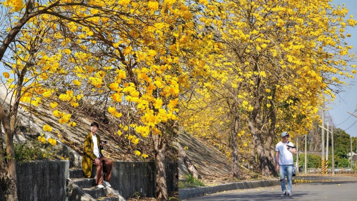 大林陳井寮黃花風鈴木花況，Photo／IG@jimmyxphoto、IG@chihchun628 授權提供