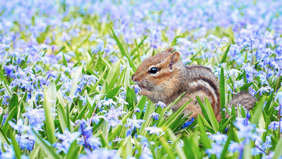 ▲春分當天日夜各半。（圖／翻攝自Pixabay作者Jill Wellington）