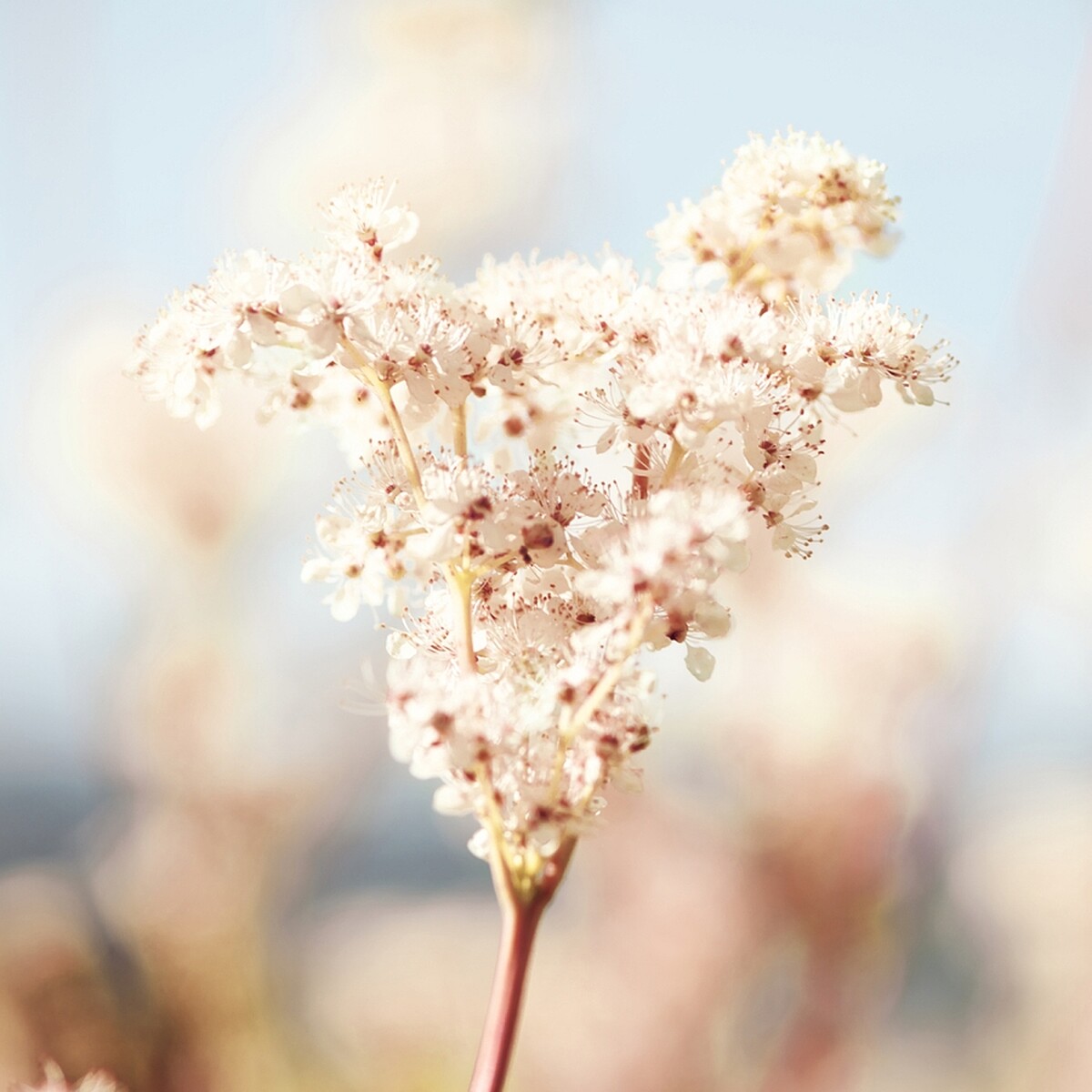 L&rsquo;OCCITANE歐舒丹白皇后系列繡線菊。