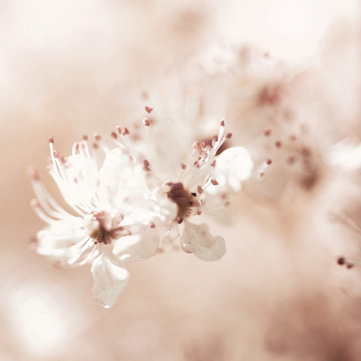 L&rsquo;OCCITANE歐舒丹白皇后系列繡線菊。