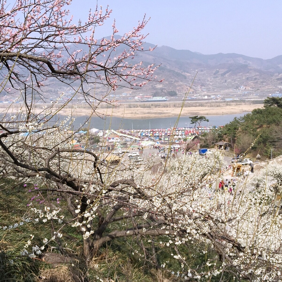 韓國光陽梅花村。