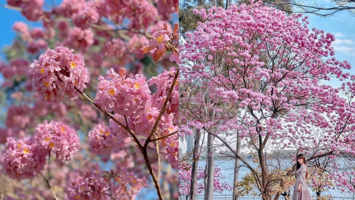 Photo／IG @suringchen 、IG @lineva0615 授權提供