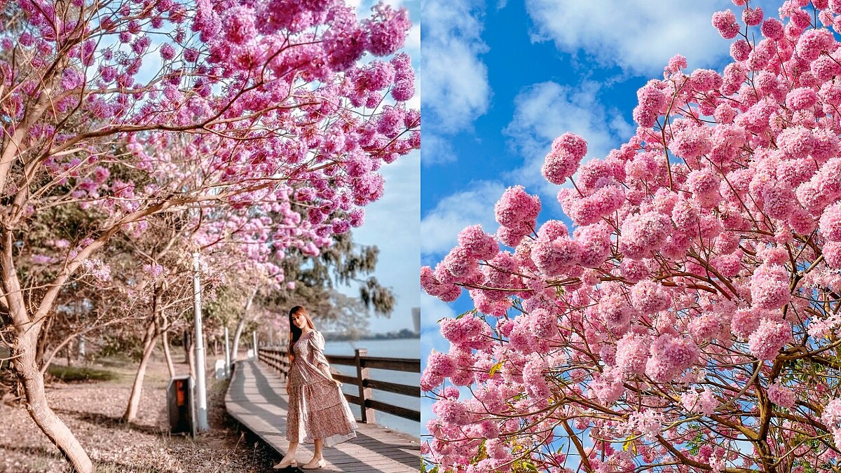 美到不輸櫻花！特搜全台「粉紅風鈴木」景點，宛如樹上長出草莓棉花糖，少女心一秒爆發