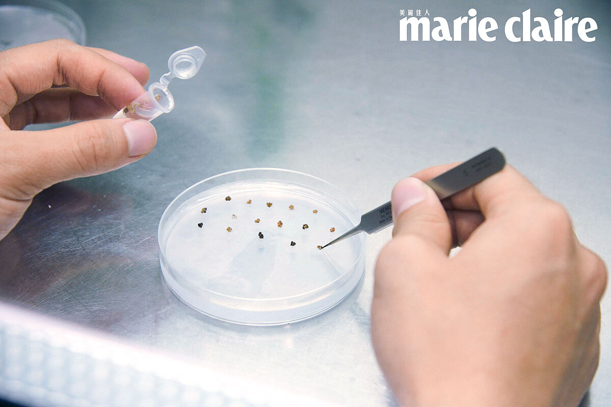 ▲培育經過太空旅行的種子，可以做新的育種。