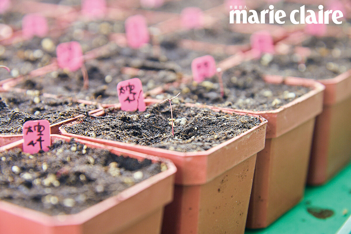 ▲經過太空旅行的種子，發芽後常呈現不同性狀。