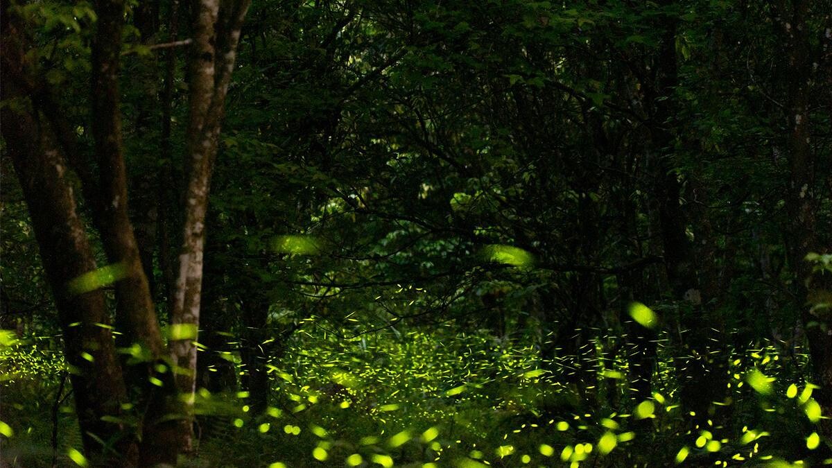 Photo／大富平地森林園區FB