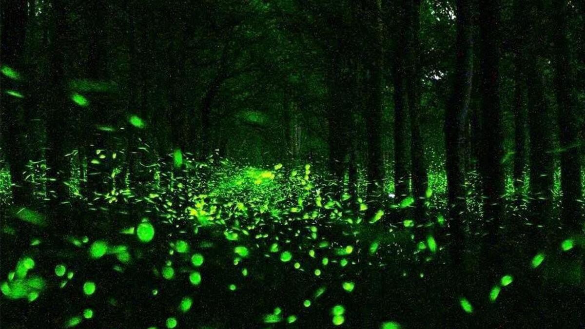 Photo／鄉野風情民宿FB