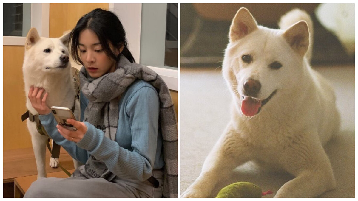 《社內相親》薛仁雅與愛狗茱莉感情好