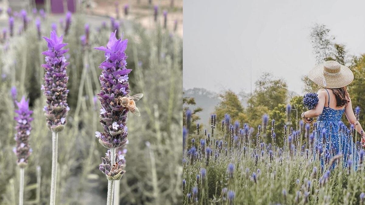 Photo／IG @ ellie_0827、IG @ hktmgirlsshow、@lena_y_chen 授權提供