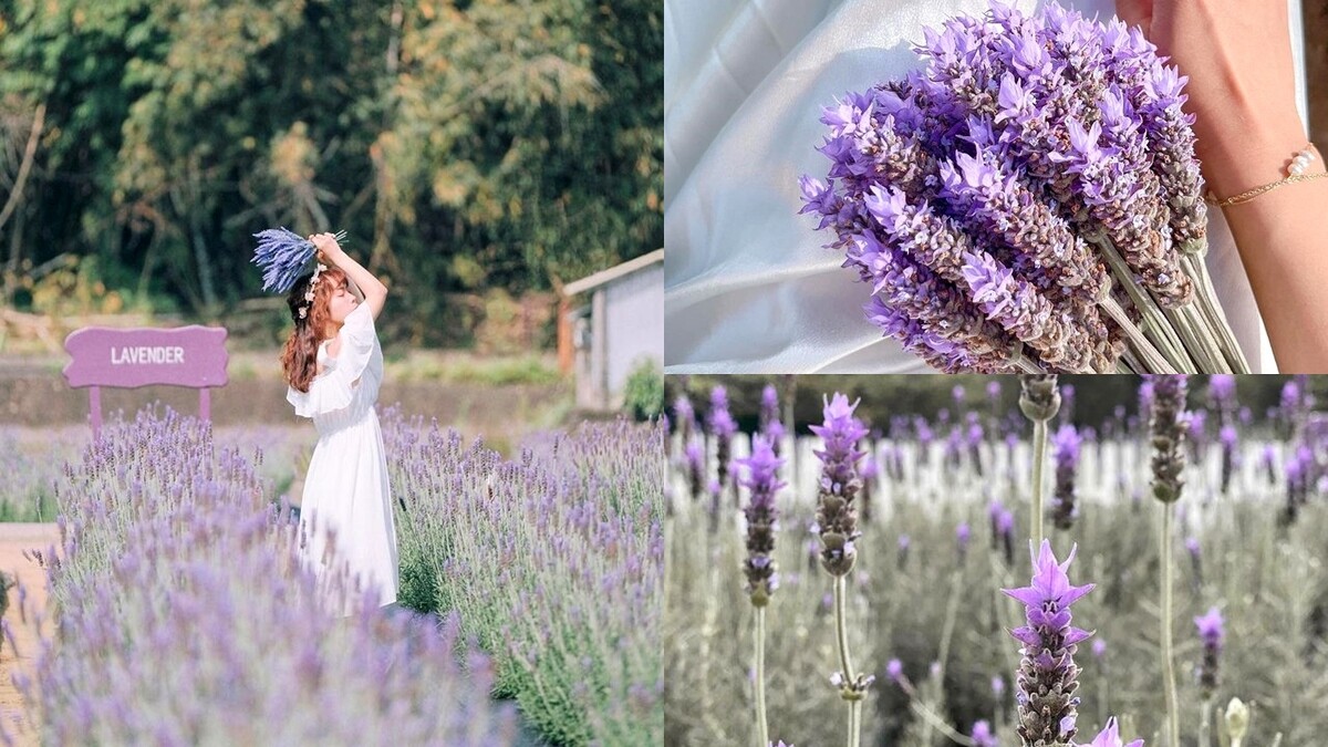 苗栗「葛瑞絲香草田」全台最大薰衣草花海綻放中！2.5萬株紫色花園美如仙境