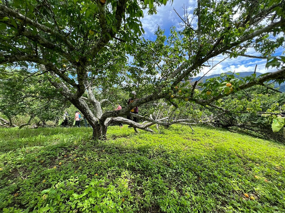 富里鄉農會每年都會聚辦採梅體驗。