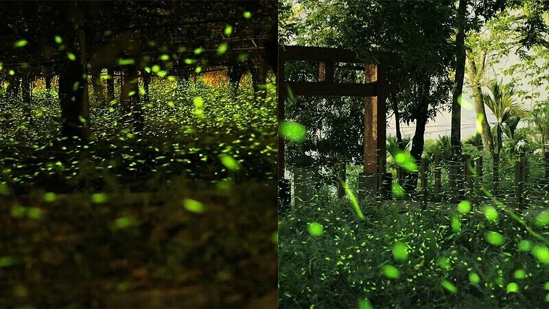 Photo/高市原民會FB