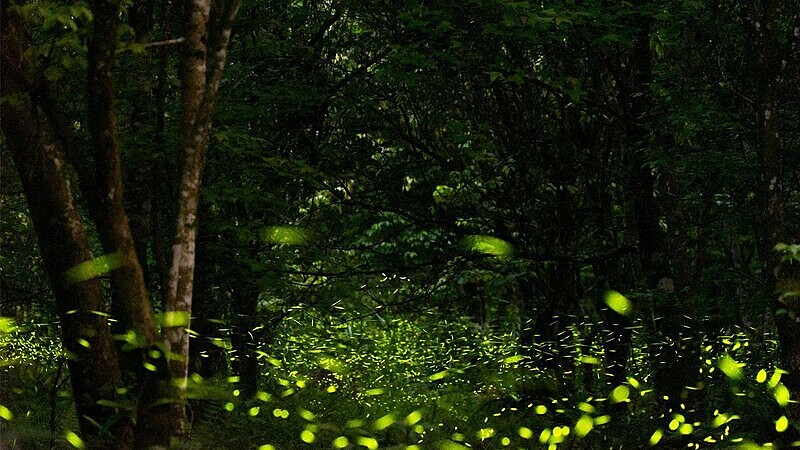 Photo/大富平地森林園區FB