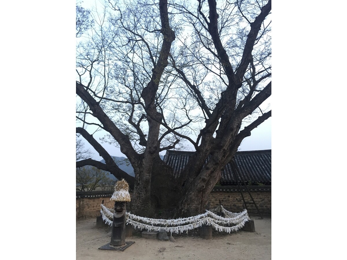 河回村三神堂守護樹。