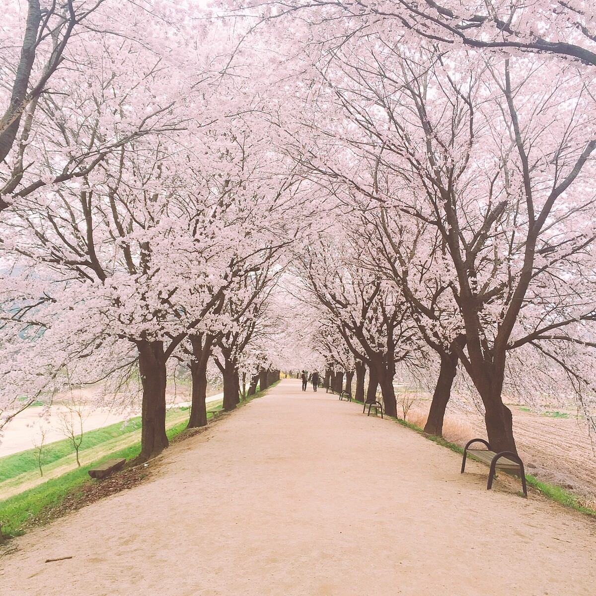 河回村江邊路。