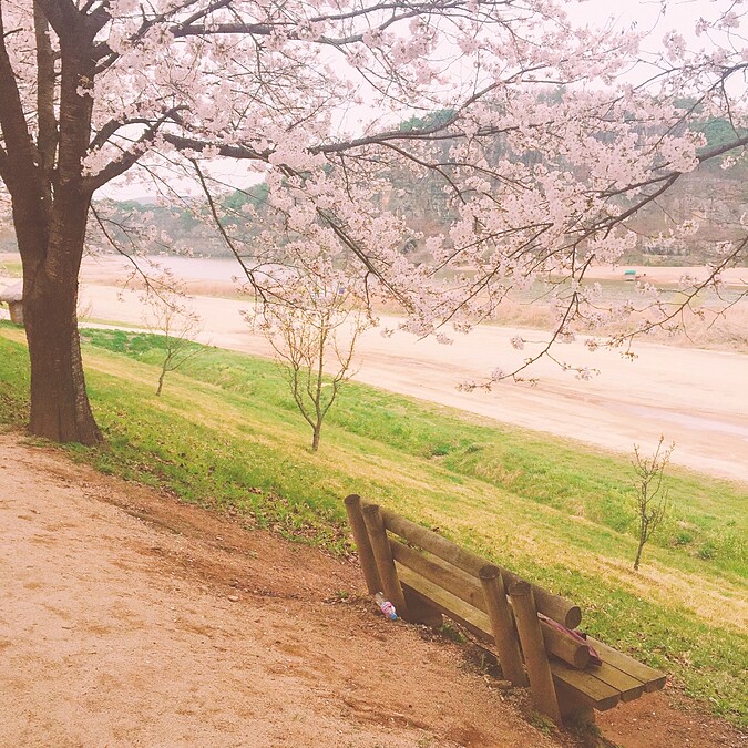 河回村江邊路。