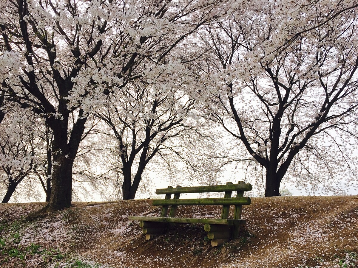 河回村江邊路。