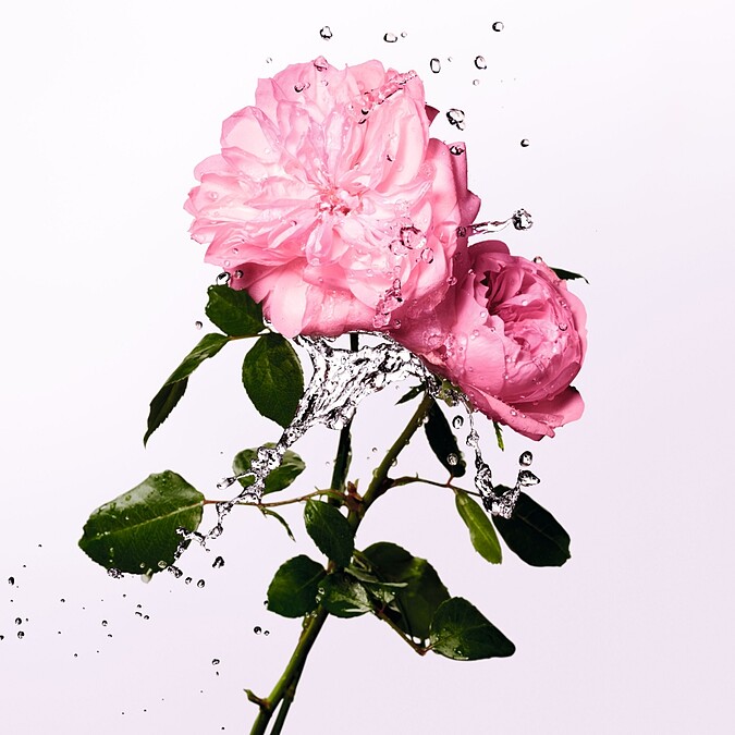 迪奧Miss Dior 玫瑰珍釀香氛情境圖。