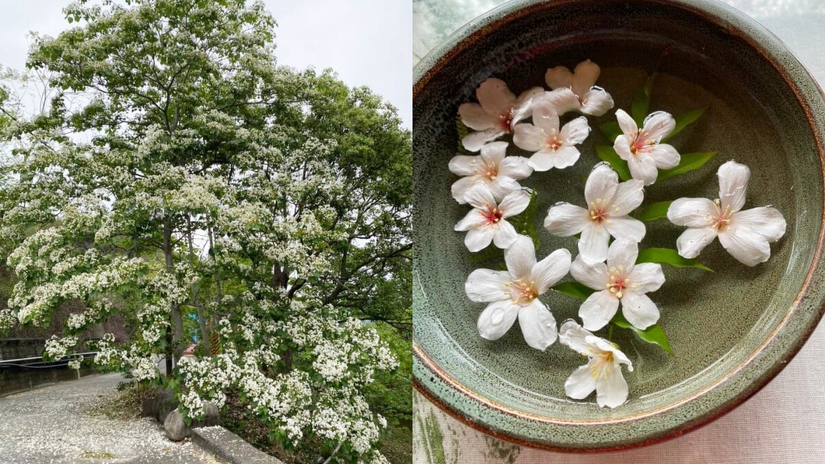 Photo／湖畔花時間 FB