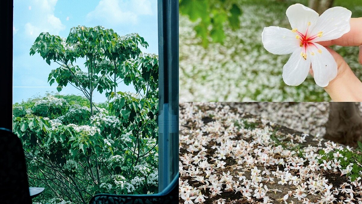 2023油桐花季來了！全台8大景點下起「五月雪」，浪漫雪白秘境快筆記