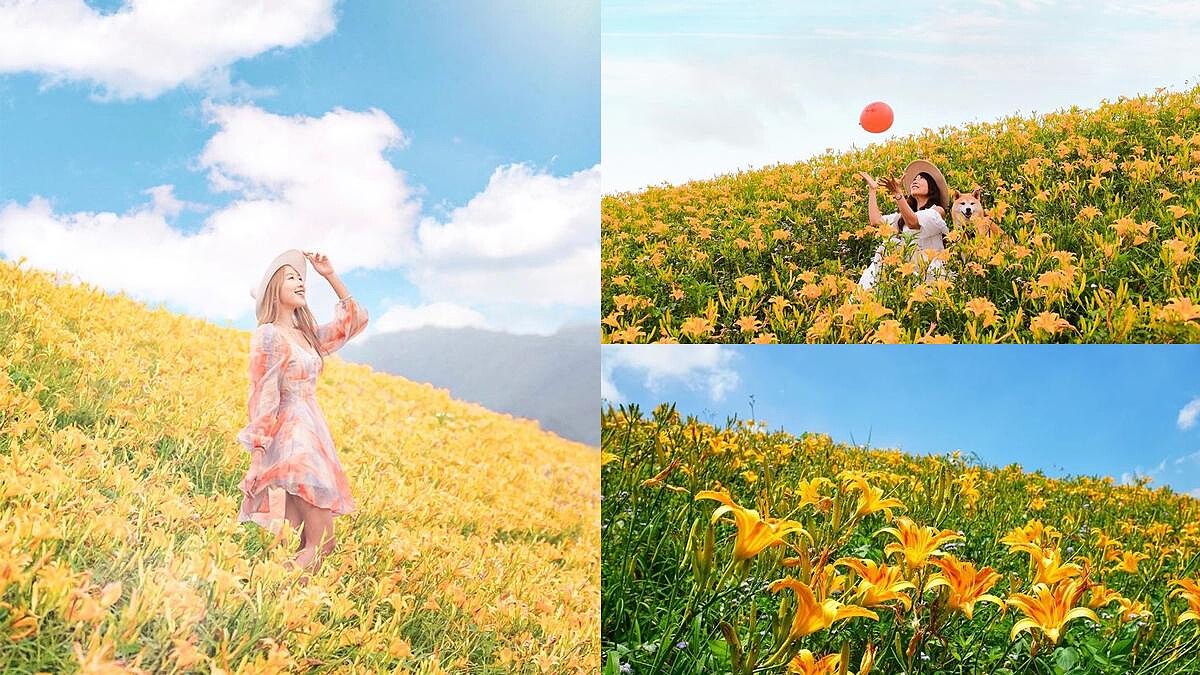 賞金針花不用跑花東！苗栗400公尺秘境花海盛放中，整條黃澄澄超好拍