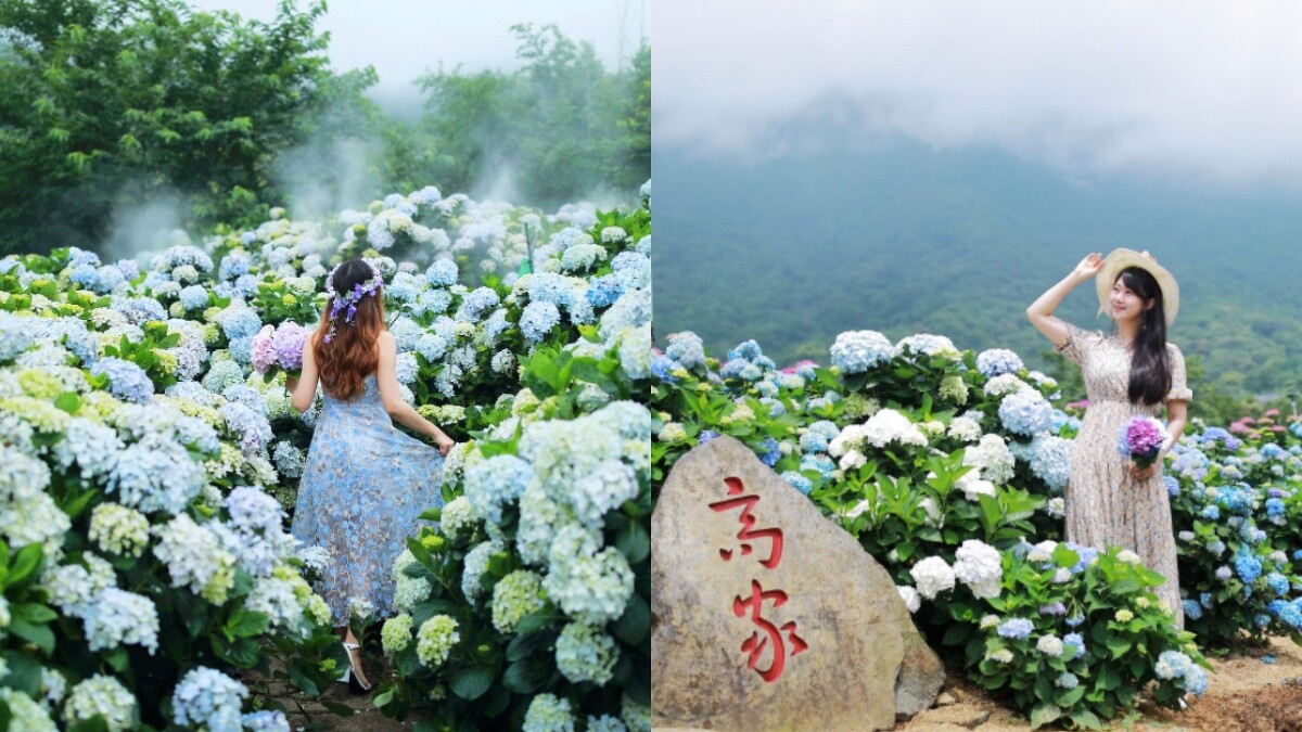 左為「花與樹園藝」花園；右為高家繡球花園第二園區。